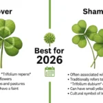 difference between clover and shamrock
