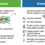 difference between endotoxin and exotoxin